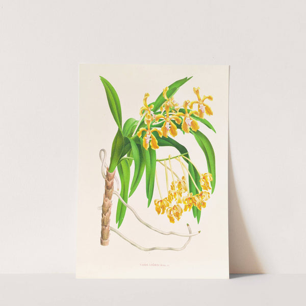 Vanda lindeni by Jean Jules Linden