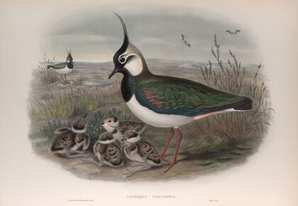 Vanellus cristatus. (1862-1873)