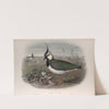 Vanellus cristatus. (1862-1873) by John Gould