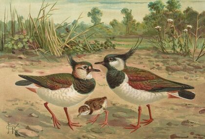 Vanellus vanellus — size preview