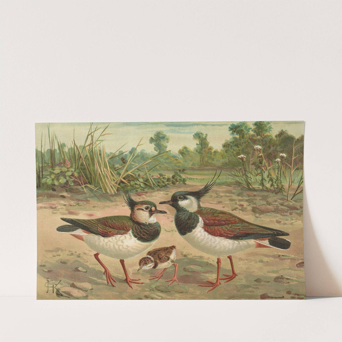 Vanellus vanellus by Johann Friedrich Naumann