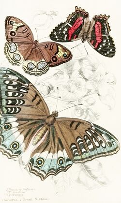 Butterfly Artwork