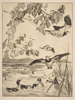 Vanneaux et Sarcelles (1862)