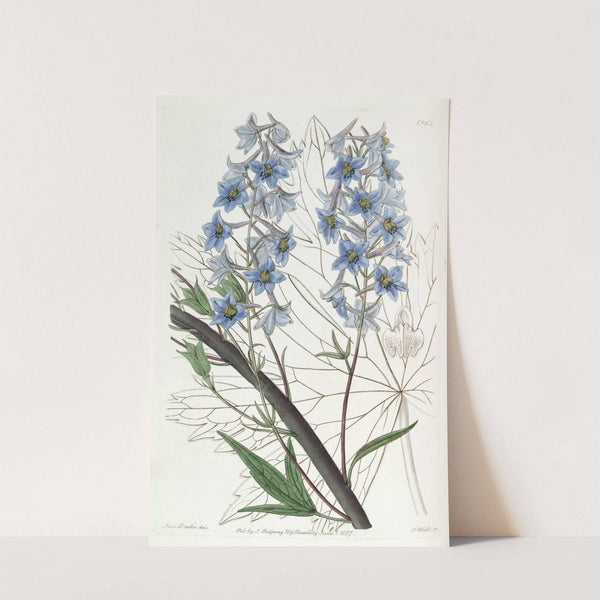 Variable Larkspur by Sydenham Edwards