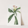Variegated-flowered Costus by Sydenham Edwards