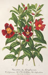 Variétés de Diplacus