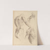 Various Anatomical Studies by Hamlet Winstanley