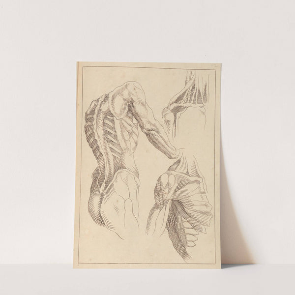 Various Anatomical Studies by Hamlet Winstanley