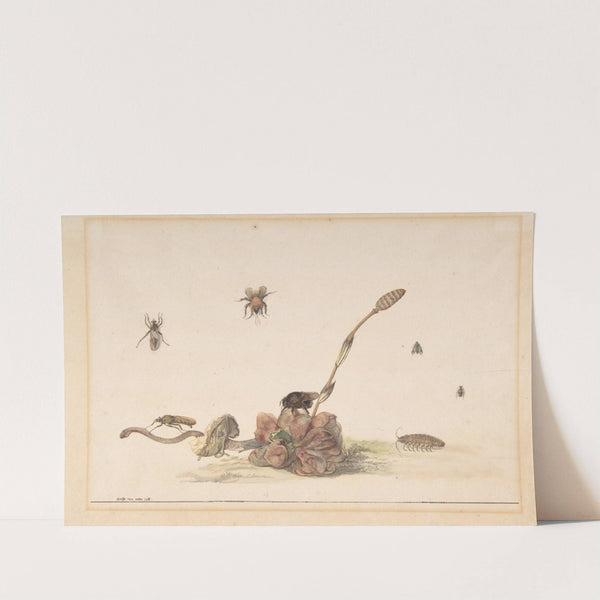 Various Insects by a Fungus by Rochus van Veen