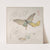 Various Moths and Butterflies by Kubo Shunman