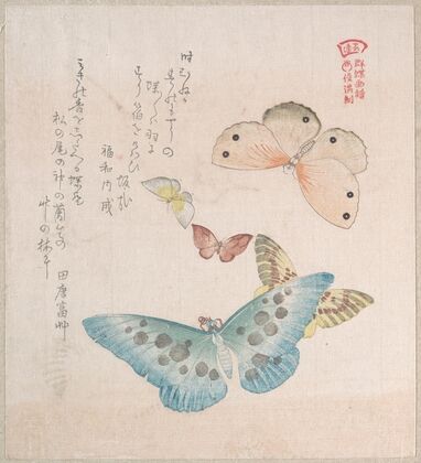 Various Moths and Butterflies