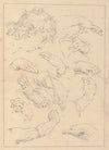 Various Sketches of Hands, Heads, and Arms