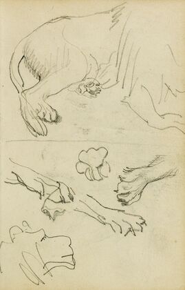 Various studies of lion leg, paws and head