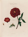 Vegetable Monsters [Piony] (1799–1810)