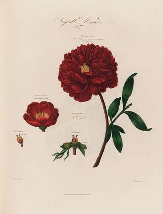 Vegetable Monsters [Piony] (1799–1810)