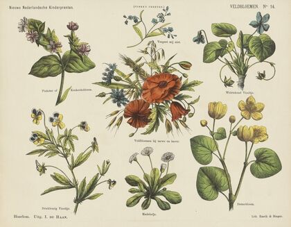 Veldbloemen (1875-1919)