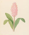 Veltheimia viridifolia [Veltheimia bracteata]