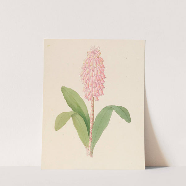 Veltheimia viridifolia [Veltheimia bracteata] by Clemenz Heinrich Wehdemann