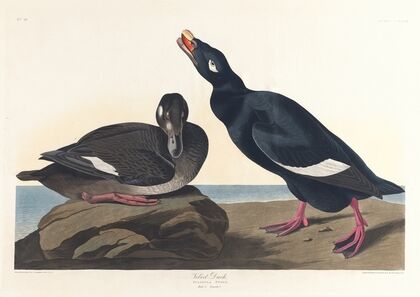 Velvet duck