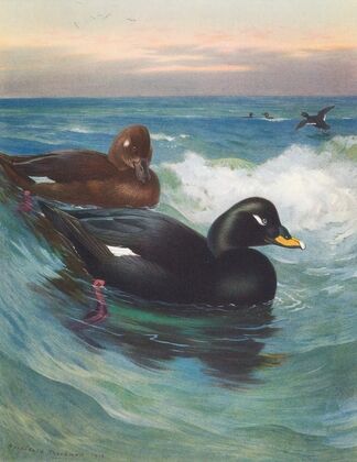 Velvet-Scoter (1913)