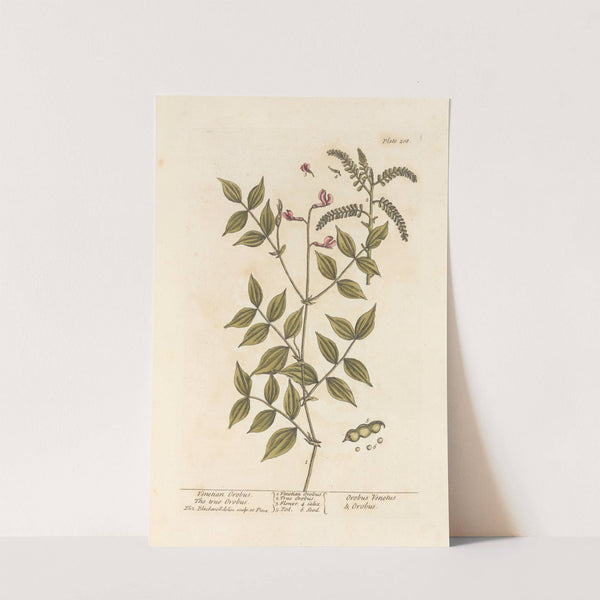 Venetian orobus, the true orobus by Elizabeth Blackwell