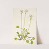 Venus Flytrap. Dionaea muscipula (1925) by Mary Vaux Walcott