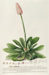 Veratrum