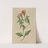 Verbena Aubletia by Louis Prang