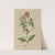 Verbena Aubletia by Louis Prang