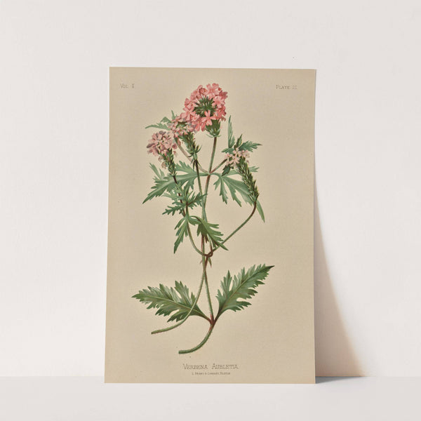 Verbena Aubletia by Louis Prang