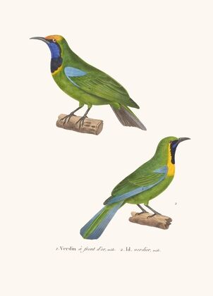 Verdin A Front D’or