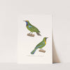 Verdin A Front D&#039;or by Coenraad Jacob Temminck