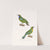 Verdin A Front D&#039;or by Coenraad Jacob Temminck