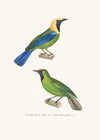 Verdin Barbe-Bleue