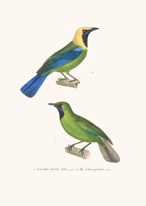 Verdin Barbe-Bleue