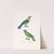 Verdin Barbe-Bleue by Coenraad Jacob Temminck
