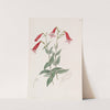 Vermilion Pentstemon by Sydenham Edwards