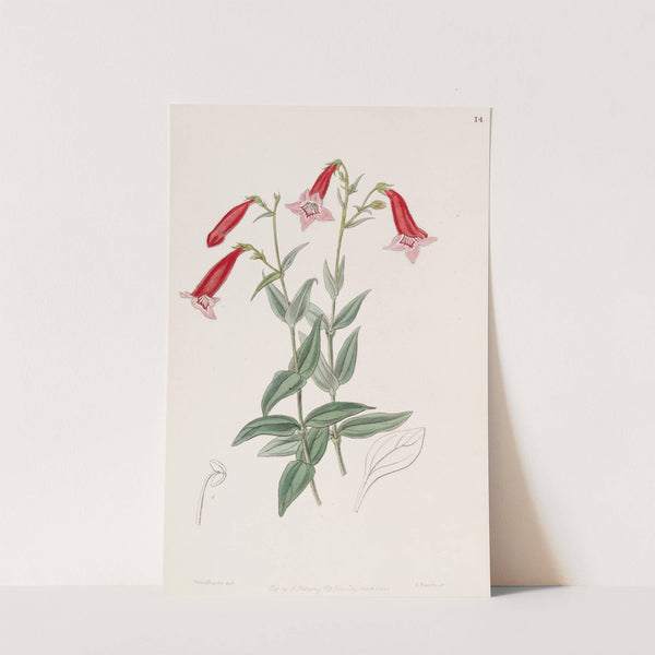 Vermilion Pentstemon by Sydenham Edwards