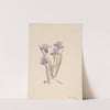 Vernal Iris (Iris verna) (1918) by Mary Vaux Walcott