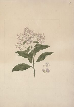 Vernonia amygdalina Del. (Bitter Leaf)