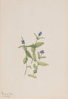 Veronica wormskjoldii (1917)