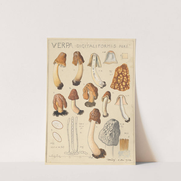 Verpa digitaliformis (1915-1945) by Hans Walty
