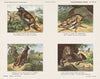 Verscheurende dieren (1875-1919)