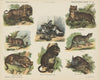 Verscheurende dieren (1875-1919)