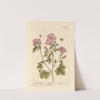 Vervain mallow by Elizabeth Blackwell