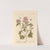 Vervain mallow by Elizabeth Blackwell