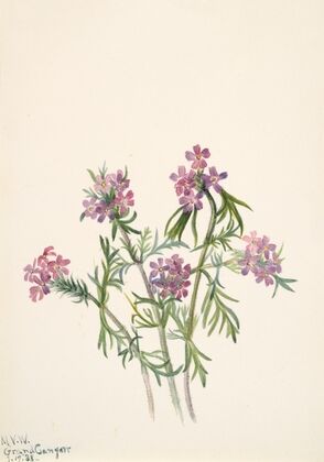 Vervain (Verbena wrightii) (1938)