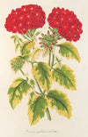 Verveine panachée, dite populaire