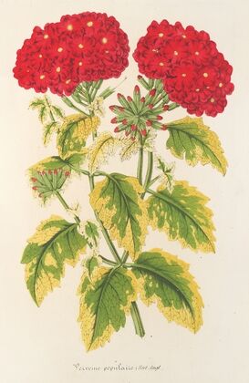 Verveine panachée, dite populaire