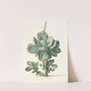 Vetplant (Cotyledon orbiculata) (1683) by Herman Saftleven